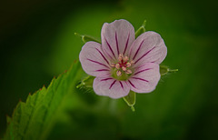 Der Sibirische Storchschnabel (Geranium sibiricum) ist auch ein Hingucker :)) The Siberian cranesbill (Geranium sibiricum) is also an eye-catcher :)) Le géranium de Sibérie (Geranium sibiricum) attire également l'attention :))