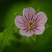 Der Sibirische Storchschnabel (Geranium sibiricum) ist auch ein Hingucker :)) The Siberian cranesbill (Geranium sibiricum) is also an eye-catcher :)) Le géranium de Sibérie (Geranium sibiricum) attire également l'attention :))
