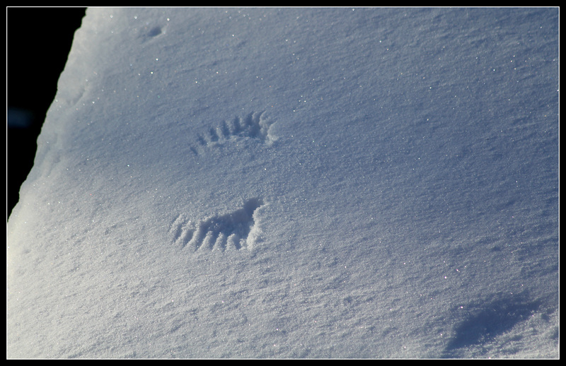 Traces de vie