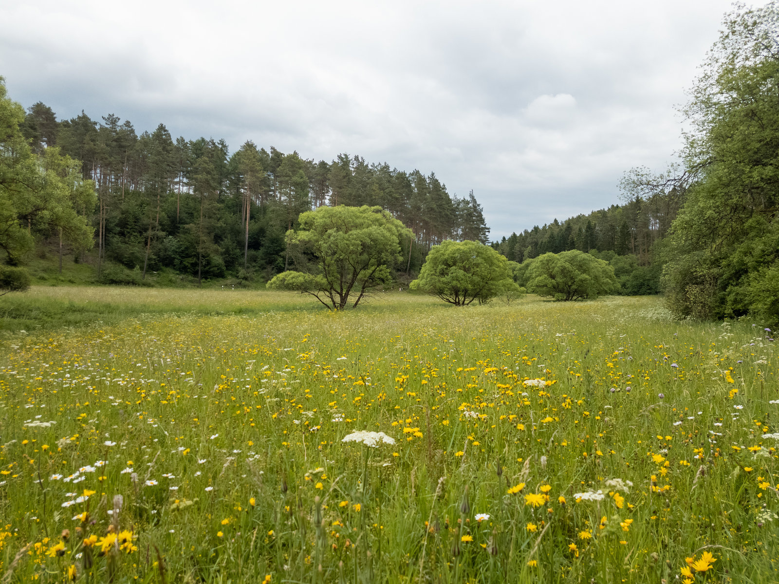 Blankenheim - Lampertstal im späten Frühjahr