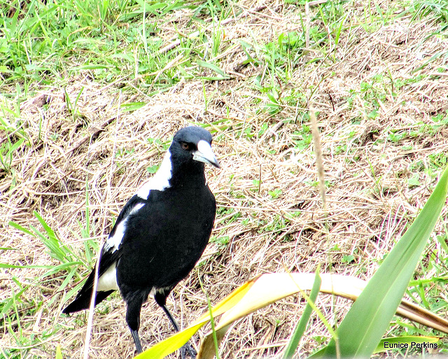 Magpie