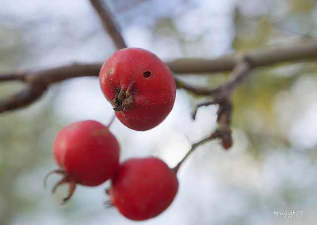 herfst