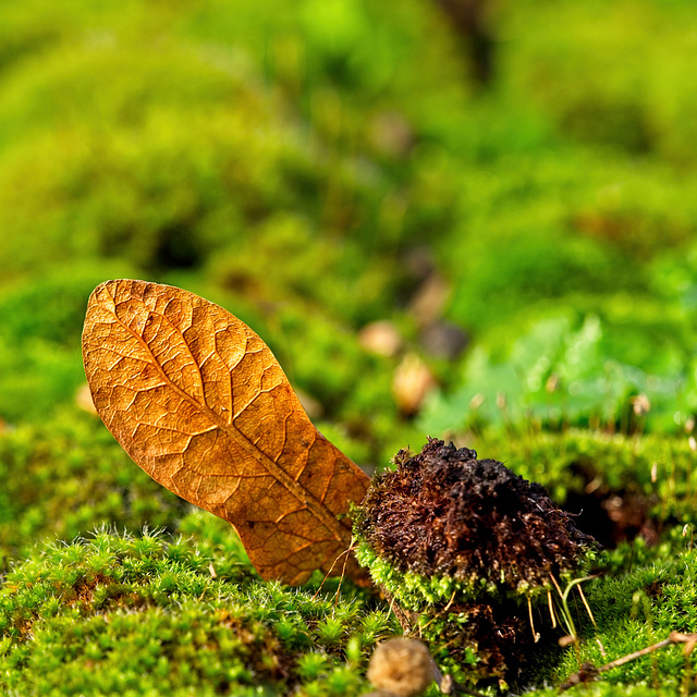 Moss and Leaf