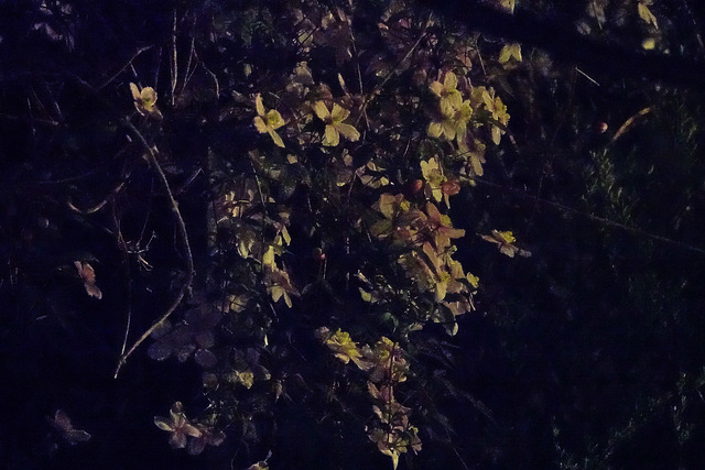 Clematis On A Very Dark Night!