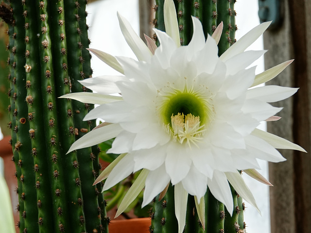 Huge cactus flower