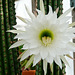 Huge cactus flower