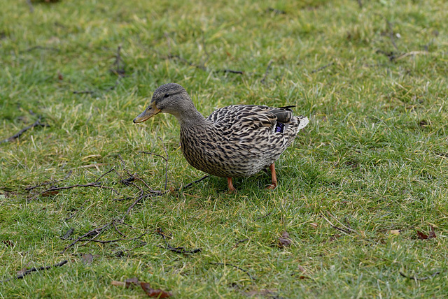 BESANCON: Un colvert. 03