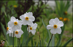 Narcisse des poètes (1)