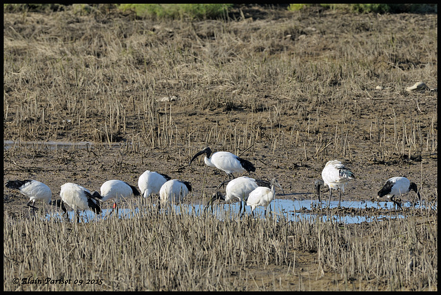 Ibis sacré DSC2587