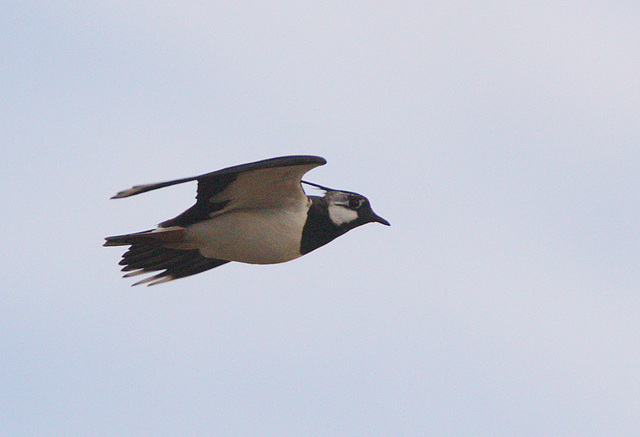EF7A6888flyinglapwing