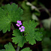 Geranium rotundifolium (3)