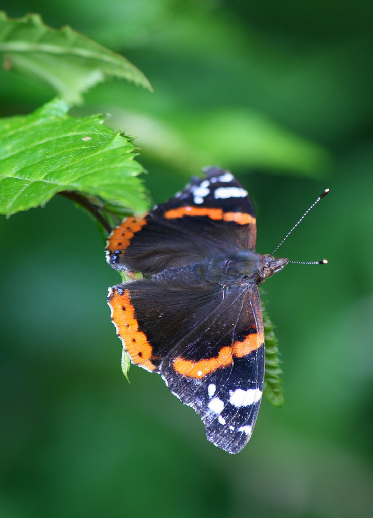 Vanessa Atalanta (Vulcain)