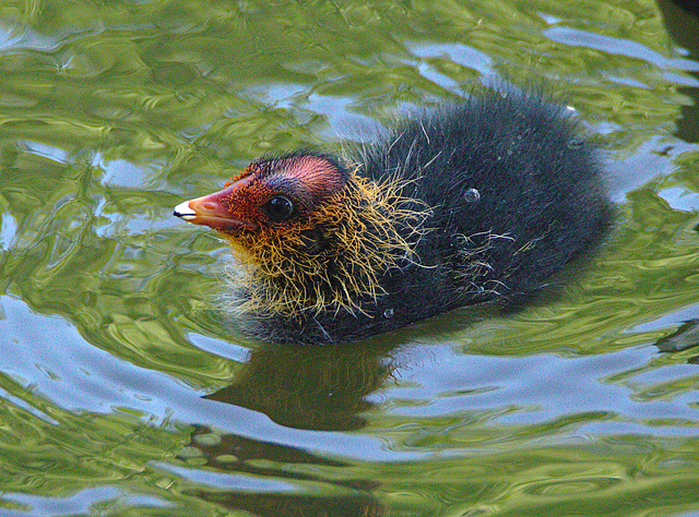 Baby Coot EF7A3494
