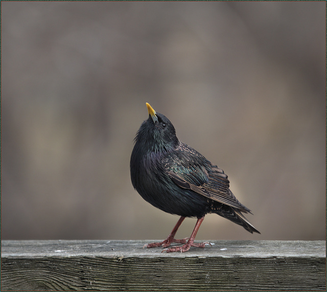 European starling