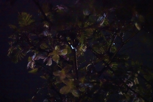 Clematis On A Very Dark Night!