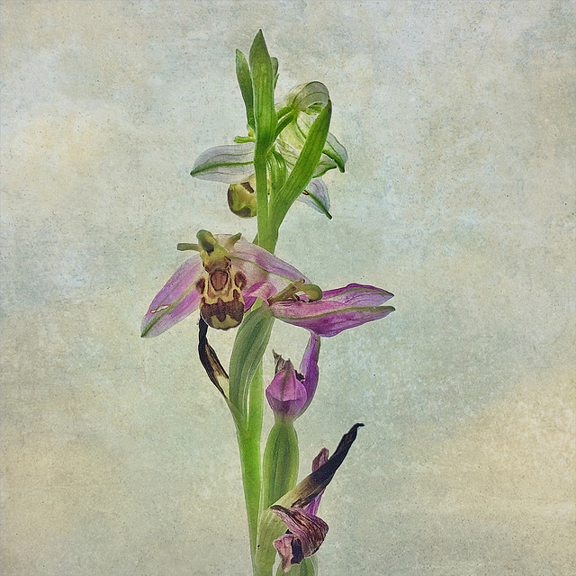 bee orchid