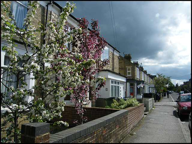 blossom in Magdalen Road