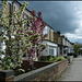 blossom in Magdalen Road