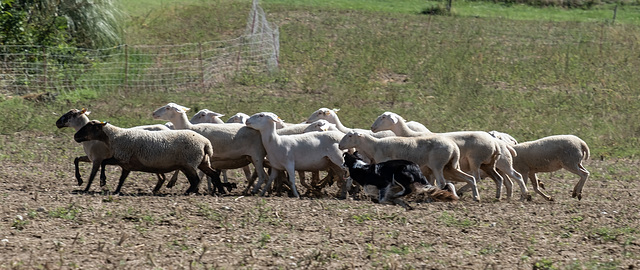 concours chiens de berger à Vaunaveys la Rochette