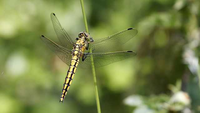 Madame Orthetrum réticulée