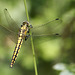 Madame Orthetrum réticulée