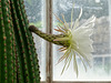 Huge cactus flower