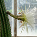 Huge cactus flower