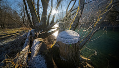 Mein letzter Wald führt mich zurück :)) My last forest leads me back :)) Ma dernière forêt me ramène en arrière :))