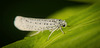 Die Traubenkirschen-Gespinstmotte (Yponomeuta evonymella) am Blatt entdeckt :)) Spotted the bird cherry ermine moth (Yponomeuta evonymella) on a leaf :)) J'ai repéré la teigne du merisier (Yponomeuta evonymella) sur une feuille :))