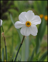 Narcisse des poètes (2)