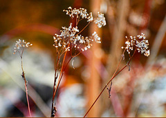 AutumnFlowers-r