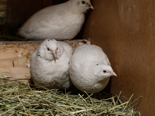 Coturnix quail?