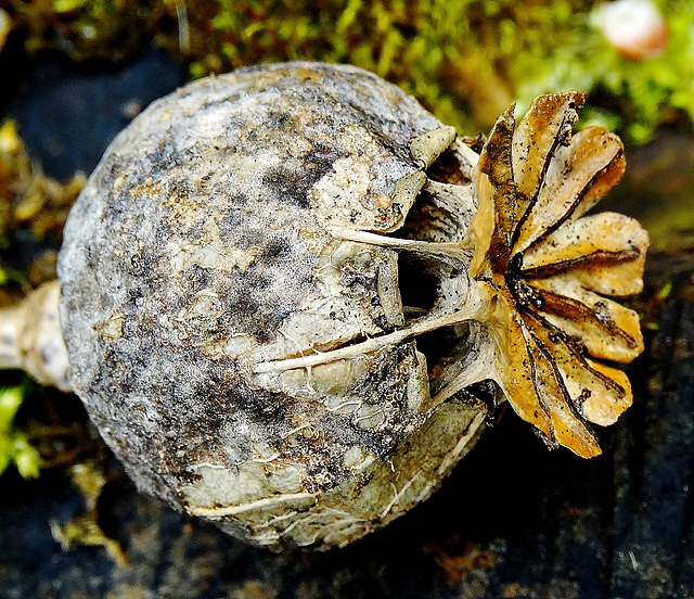 Poppy Seed Head 1