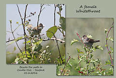 A female Whitethroat on Cradle Hill - Seaford - 21.6.2016