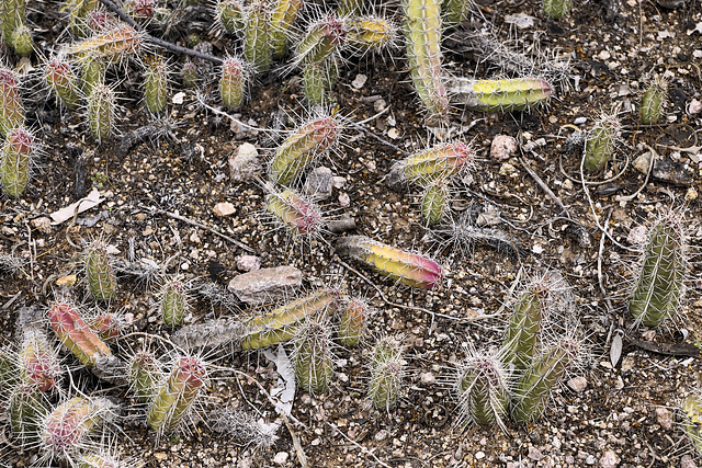 Day-Glo Pickle Prickles – Desert Botanical Garden, Papago Park, Phoenix, Arizona