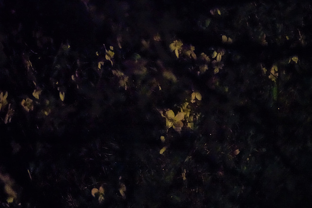 Clematis On A Very Dark Night!