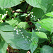 Enchanter's Nightshade.