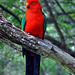 King parrot