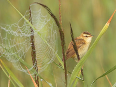 Phragmite des joncs