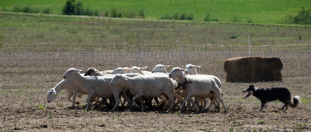 concours chiens de berger à Vaunaveys la Rochette