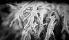 Die Elchgeweihflechte (Pseudevernia furfuracea) mal in SW gesehen :))  The elkhorn lichen (Pseudevernia furfuracea) seen in SW :))  Le lichen corne d'élan (Pseudevernia furfuracea) vu dans le sud-ouest :))