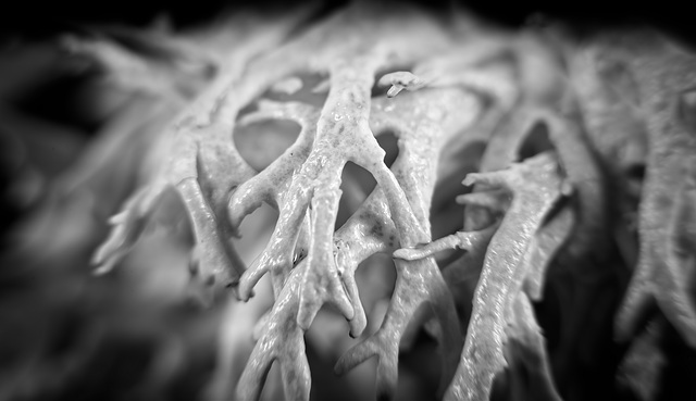 Die Elchgeweihflechte (Pseudevernia furfuracea) mal in SW gesehen :))  The elkhorn lichen (Pseudevernia furfuracea) seen in SW :))  Le lichen corne d'élan (Pseudevernia furfuracea) vu dans le sud-oues