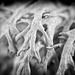 Die Elchgeweihflechte (Pseudevernia furfuracea) mal in SW gesehen :))  The elkhorn lichen (Pseudevernia furfuracea) seen in SW :))  Le lichen corne d'élan (Pseudevernia furfuracea) vu dans le sud-ouest :))