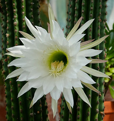 Huge cactus flower