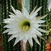 Huge cactus flower