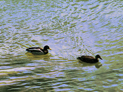 Canards sur le Rhône************