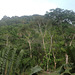 71 Jungle at your doorstep Gamboa