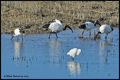 Ibis sacré DSC2592