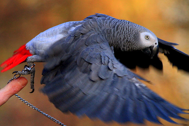 Gris du Gabon