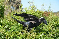 Ethiopia, Simien Mountains, The White-Necked Raven